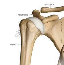 Articolazione Acromion-Claveare