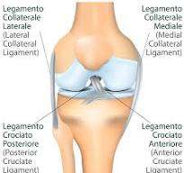 Anatomia del ginocchio visione frontale 