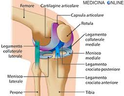 Anatomia ginocchio visione laterale